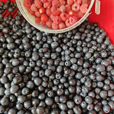 Luxury House Vaahtoranta On The Shore 쿠오피오